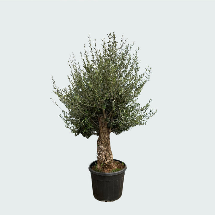 Olijfboom Olea Europaea Bonsai - 250 cm / stamomtrek 45-60cm