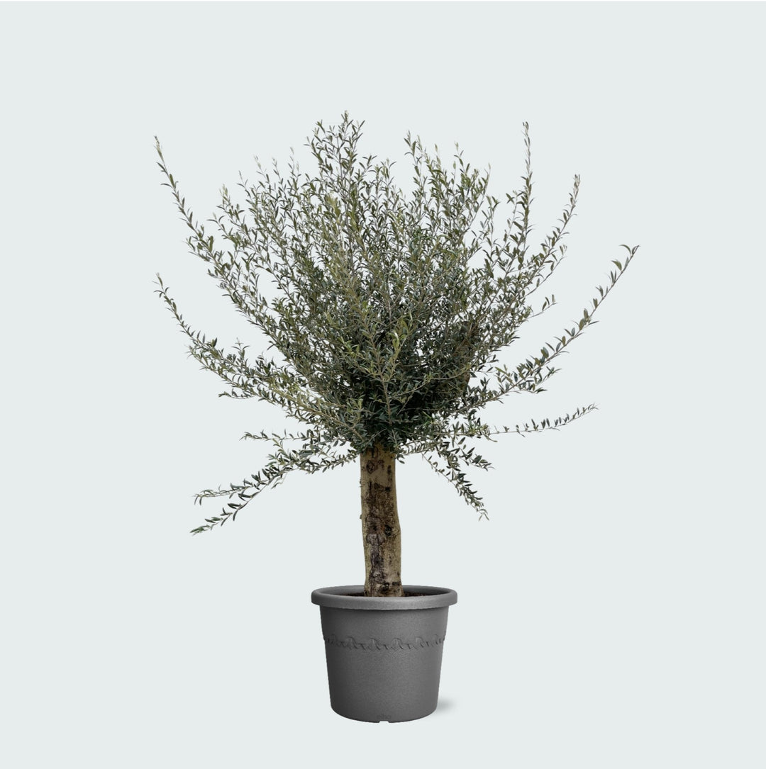 Olivier Olea Europaea Lorc ramifié XXL - 225cm / circonférence du tronc 45-55cm