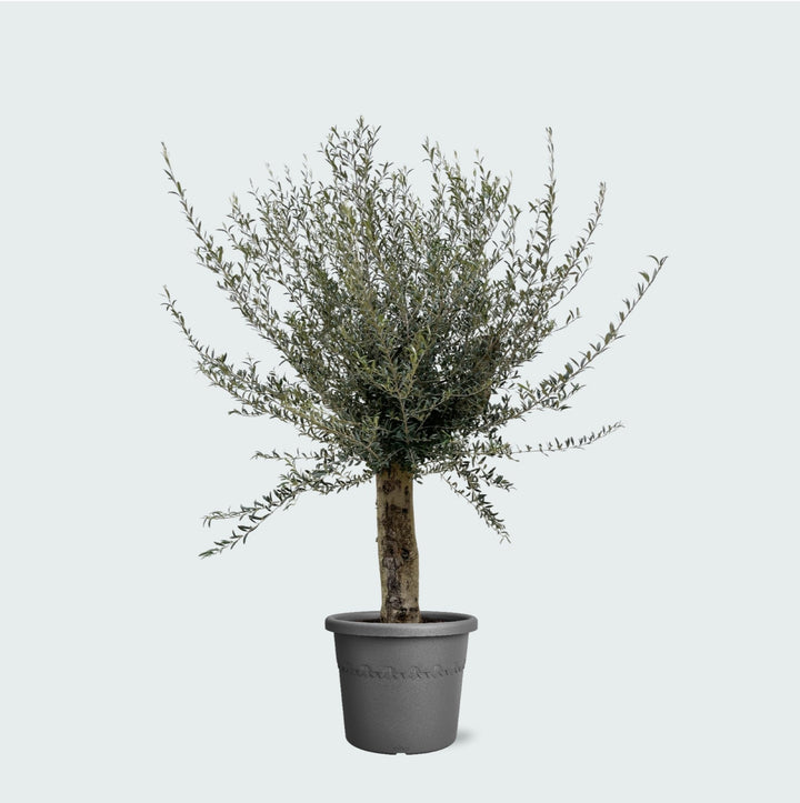 Olivier Olea Europaea Lorc ramifié XXL - 225cm / circonférence du tronc 45-55cm