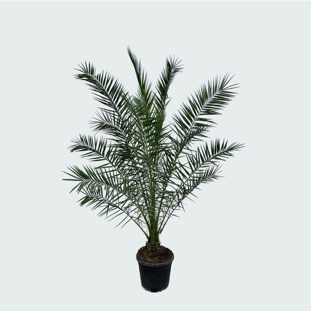 Phoenix Canariensis - 300cm - Palmier dattier des Canaries - Acheter une plante d'intérieur