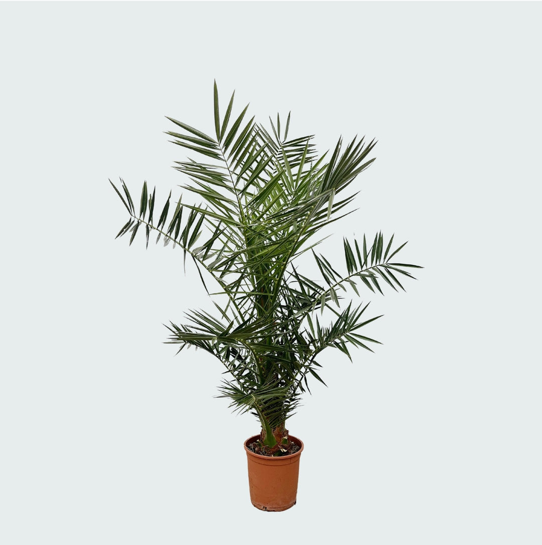 Phoenix Canariensis - 140cm - Palmier dattier - Acheter une plante d'intérieur