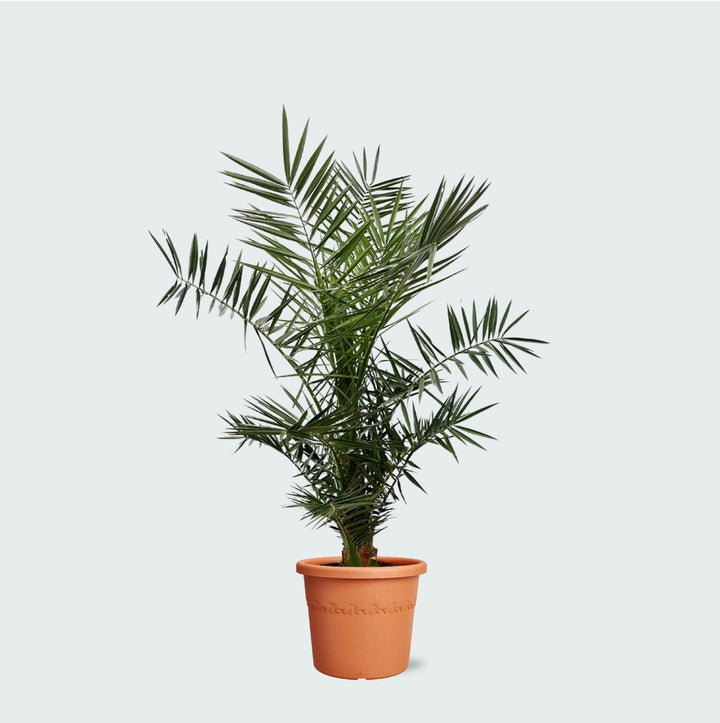 Phoenix Canariensis - 140cm - Palmier dattier - Acheter une plante d'intérieur