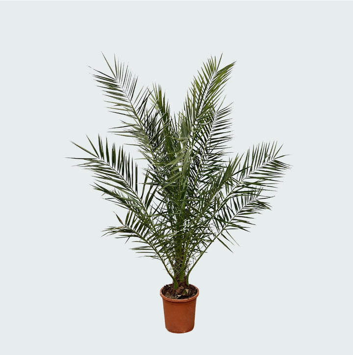 Phoenix Canariensis - 180cm - Palmier dattier - Acheter une plante d'intérieur