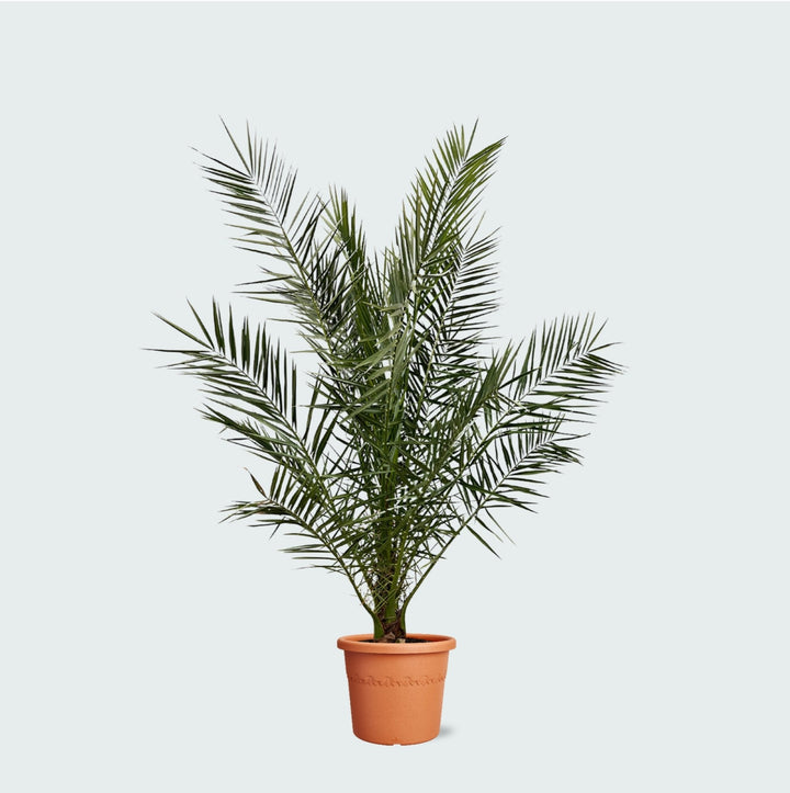 Phoenix Canariensis - 180cm - Palmier dattier - Acheter une plante d'intérieur