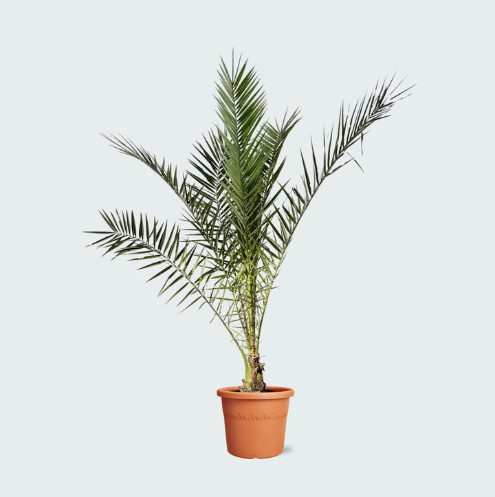 Phoenix Canariensis - 220cm - Palmier dattier - Acheter une plante d'intérieur