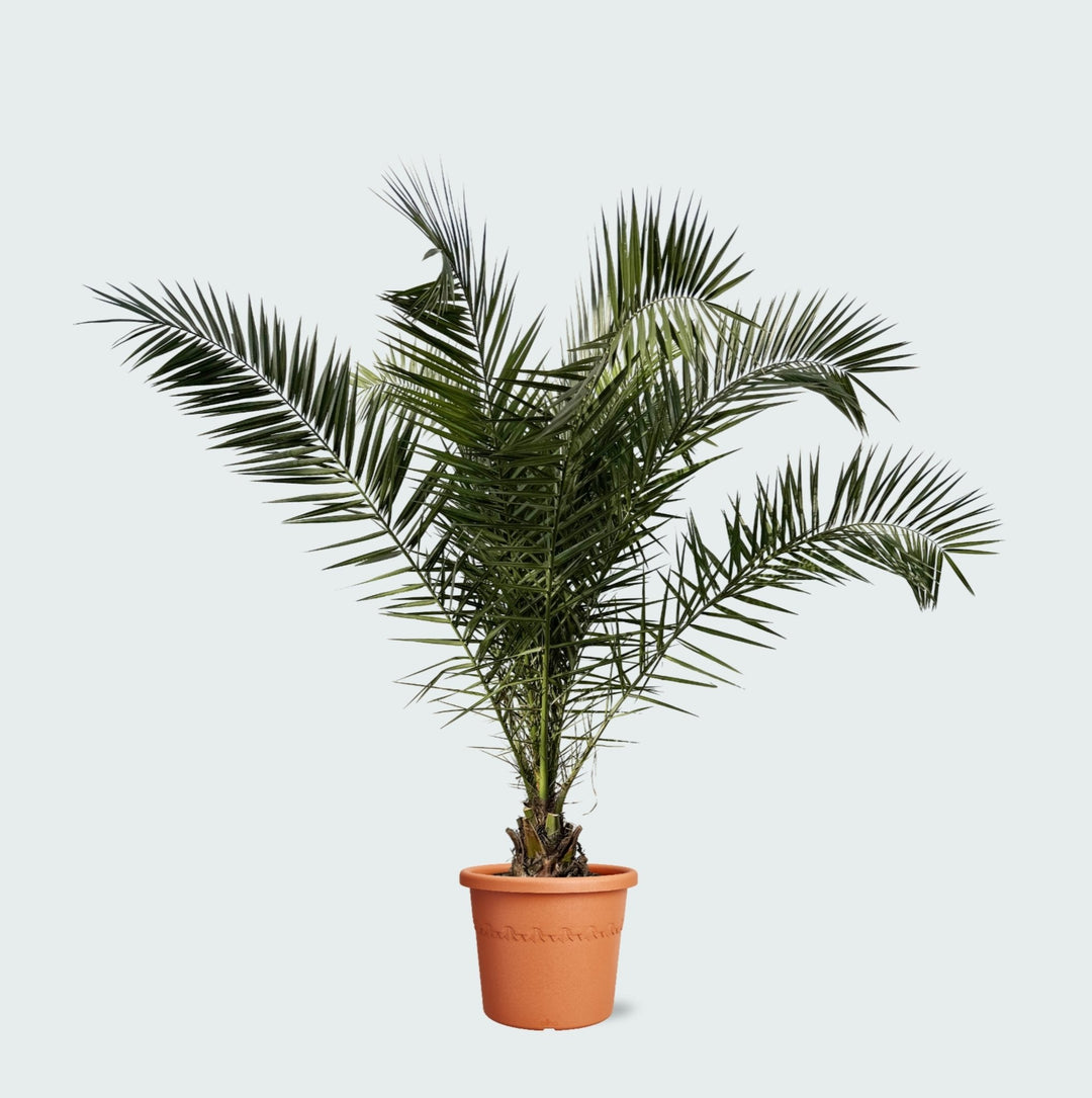 Phoenix Canariensis - 300cm - Palmier dattier des Canaries - Acheter une plante d'intérieur