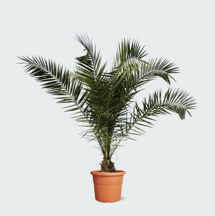 Phoenix Canariensis - 300cm - Palmier dattier des Canaries - Acheter une plante d'intérieur