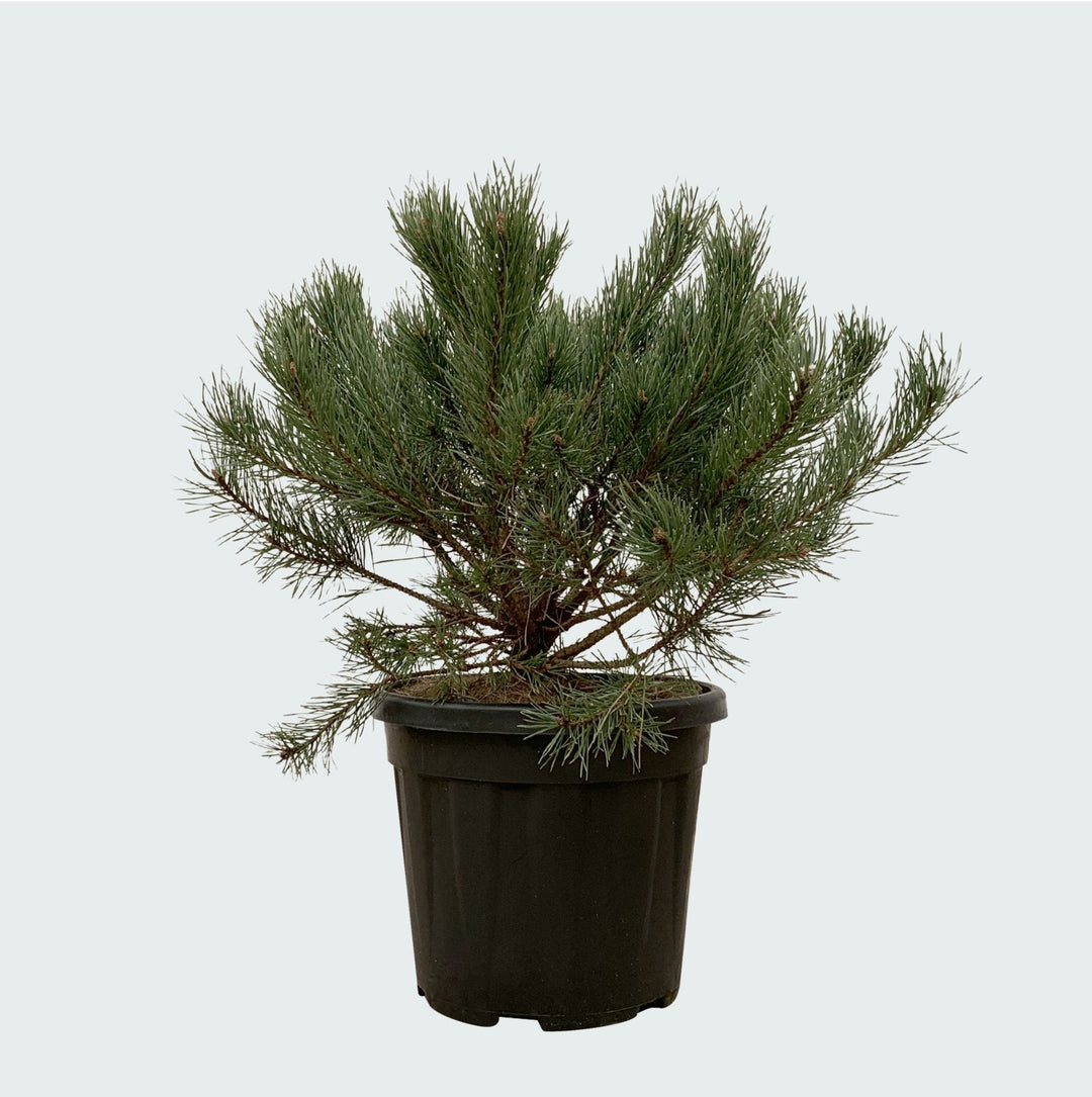 Pinus Mugo Pumilio - 60cm - Acheter une plante d'intérieur
