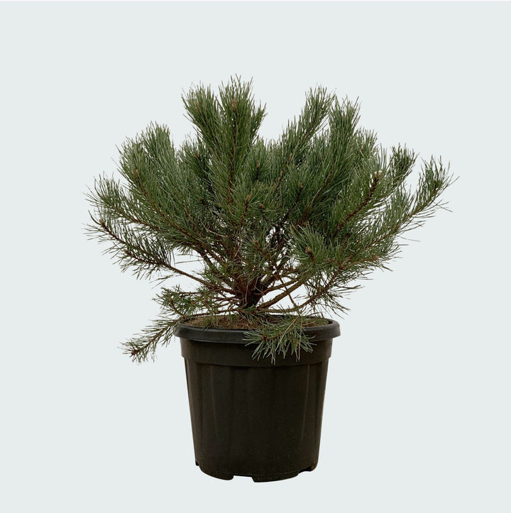 Pinus Mugo Pumilio - 60cm - Acheter une plante d'intérieur