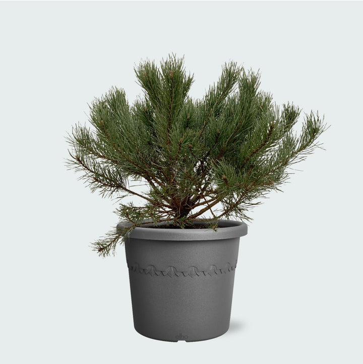 Pinus Mugo Pumilio - 60cm - Acheter une plante d'intérieur