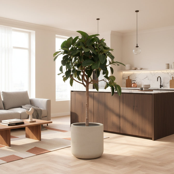 Ficus Elastica Robusta op stam - 180cm - Rubberboom