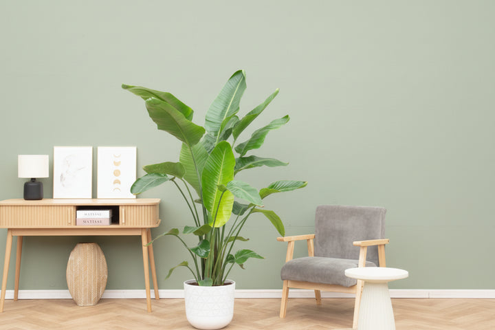 Strelitzia Nicolai - Ø27 - 200cm - Paradijsvogelplant