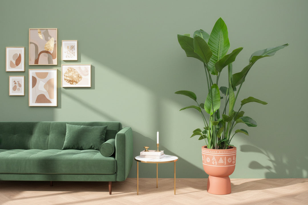 Strelitzia Nicolai - Ø27 - 200cm - Paradijsvogelplant