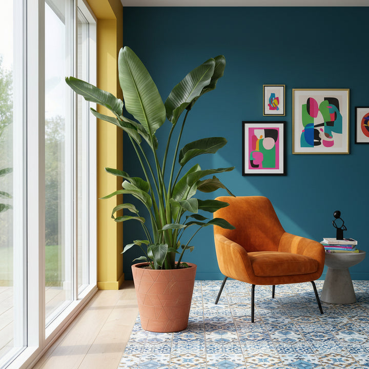 Strelitzia Nicolai - Ø27 - 200cm - Paradijsvogelplant