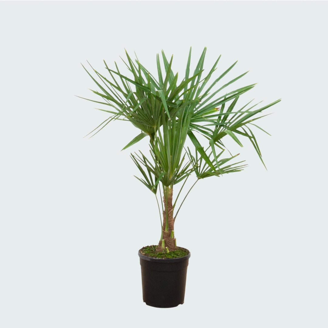 Trachycarpus Fortunei - 120cm - Acheter Plante d'intérieur