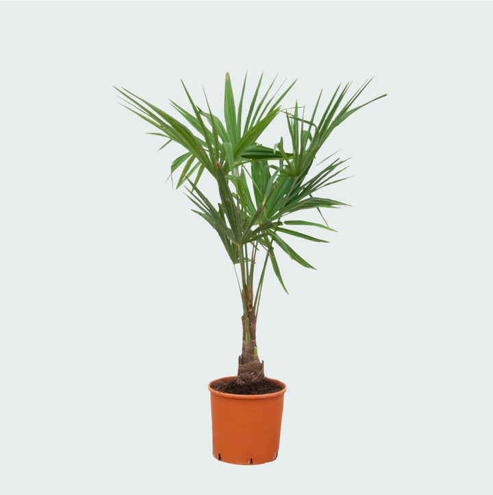 Trachycarpus Fortunei - 140 cm - Kamerplant Kopen