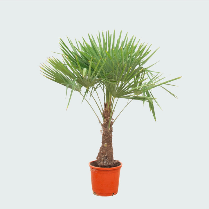 Trachycarpus Fortunei - 180cm - Kamerplant Kopen