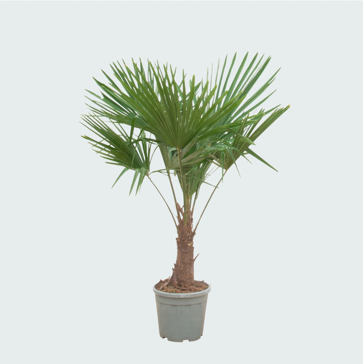 Trachycarpus Fortunei - 180cm - Kamerplant Kopen