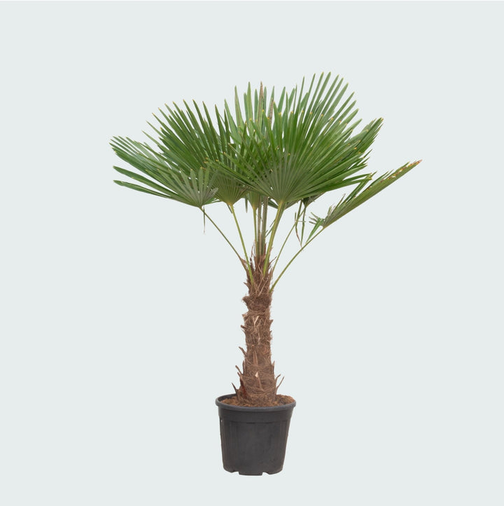 Trachycarpus Fortunei - 200 cm - Kamerplant Kopen