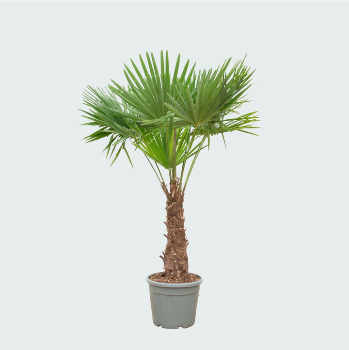 Trachycarpus Fortunei - 240cm - Acheter une plante d'intérieur