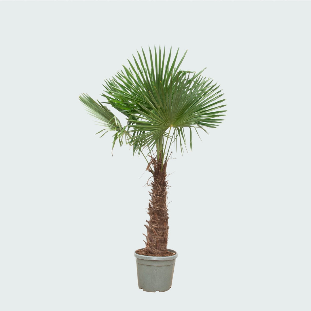 Trachycarpus Fortunei - 270cm - Acheter une plante d'intérieur