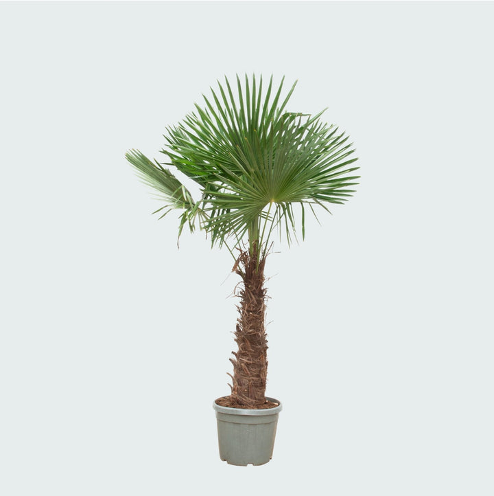 Trachycarpus Fortunei - 270cm - Acheter une plante d'intérieur