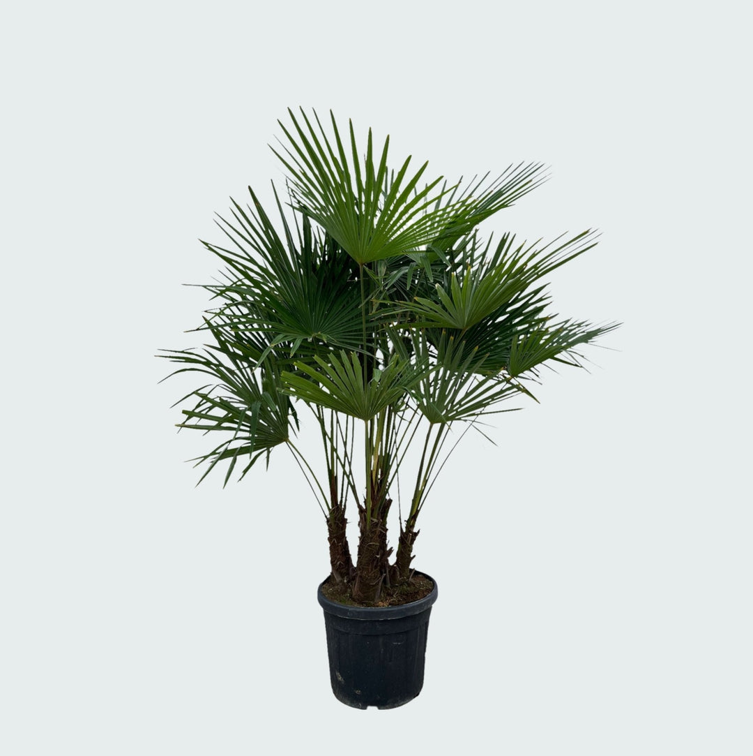 Trachycarpus Multistam - 220cm - Kamerplant Kopen