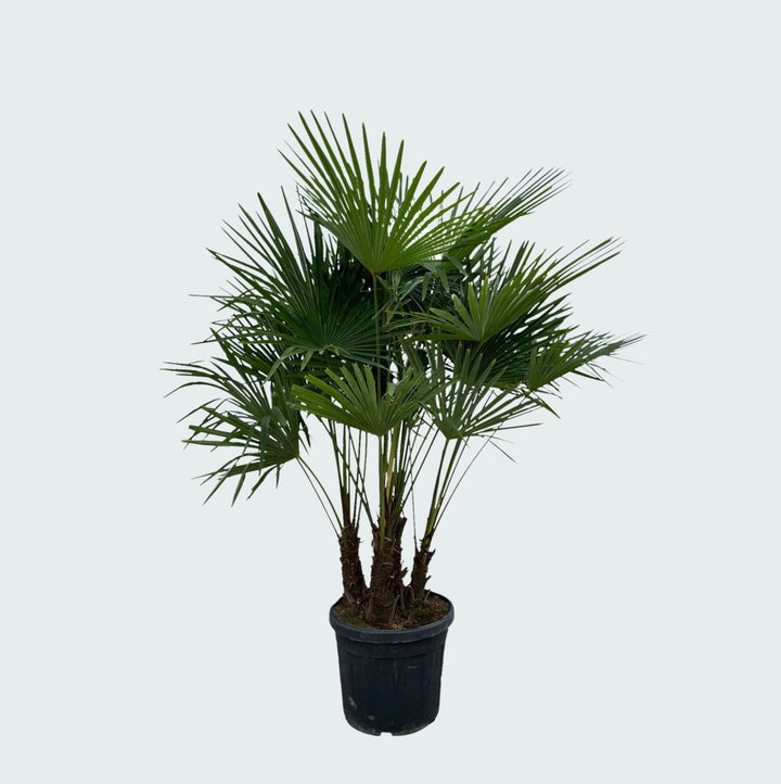 Trachycarpus Multistam - 220cm - Kamerplant Kopen