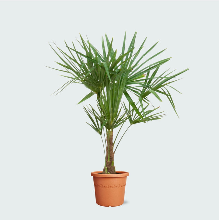 Trachycarpus Fortunei - 120cm - Acheter Plante d'intérieur
