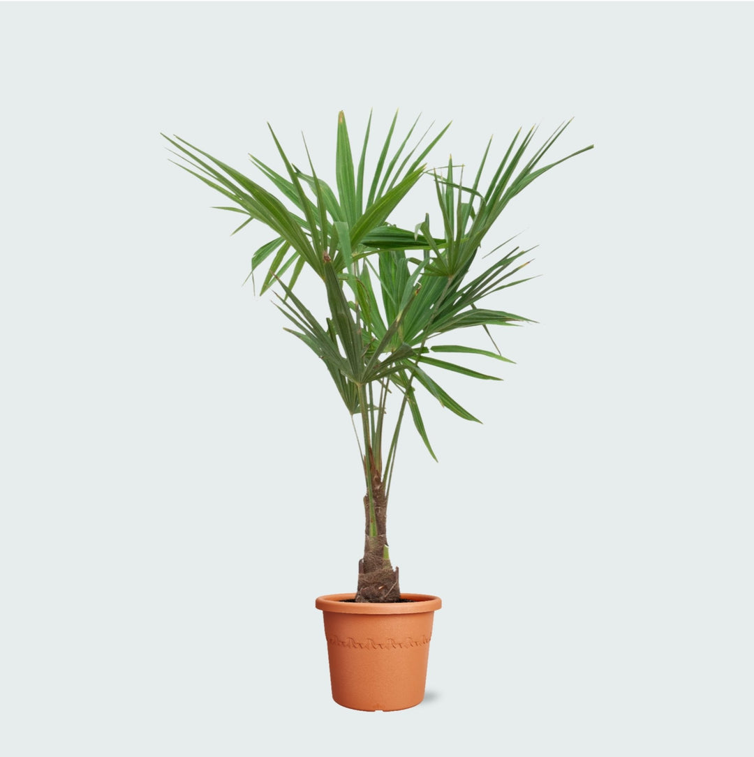 Trachycarpus Fortunei - 140 cm - Kamerplant Kopen