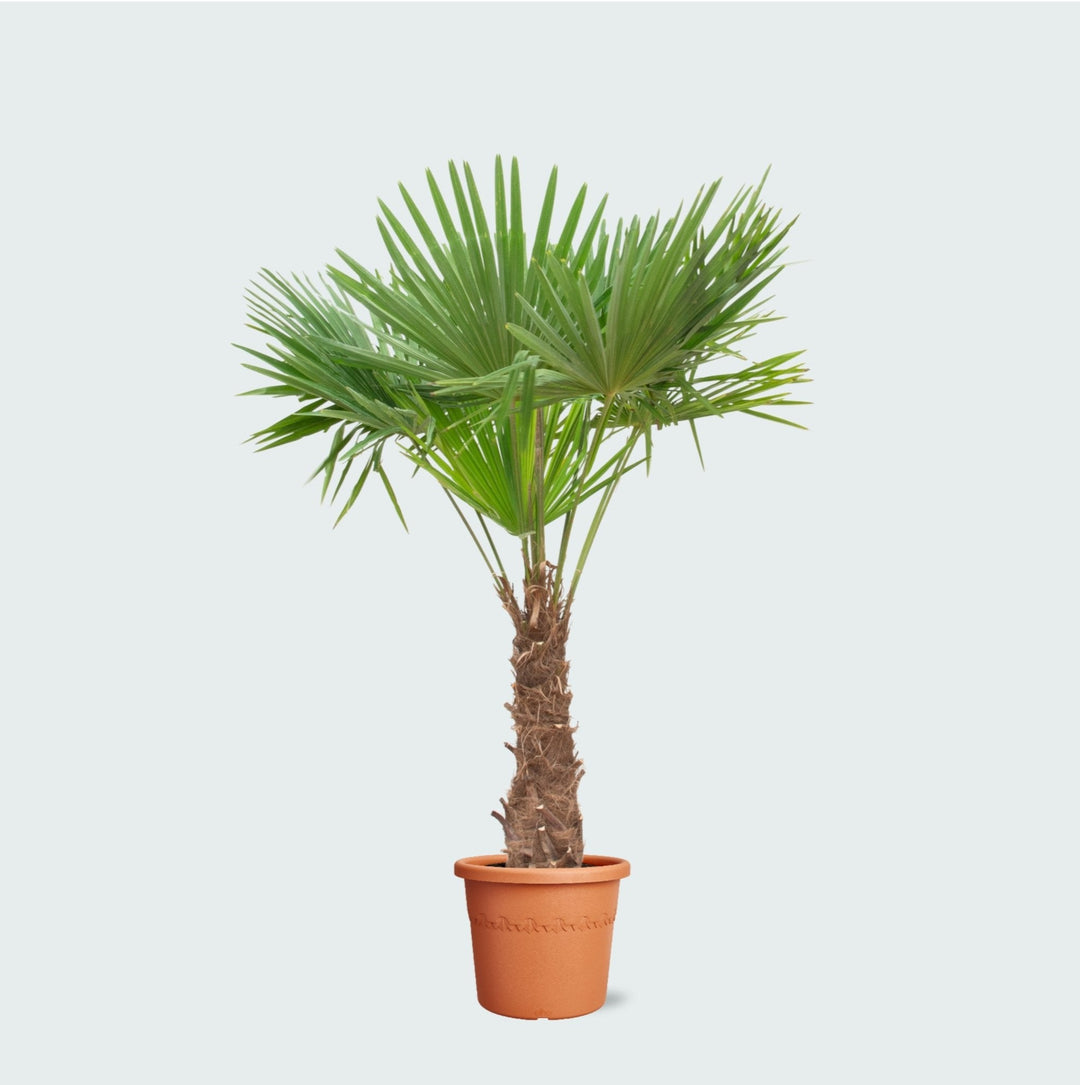 Trachycarpus Fortunei - 240cm - Acheter une plante d'intérieur