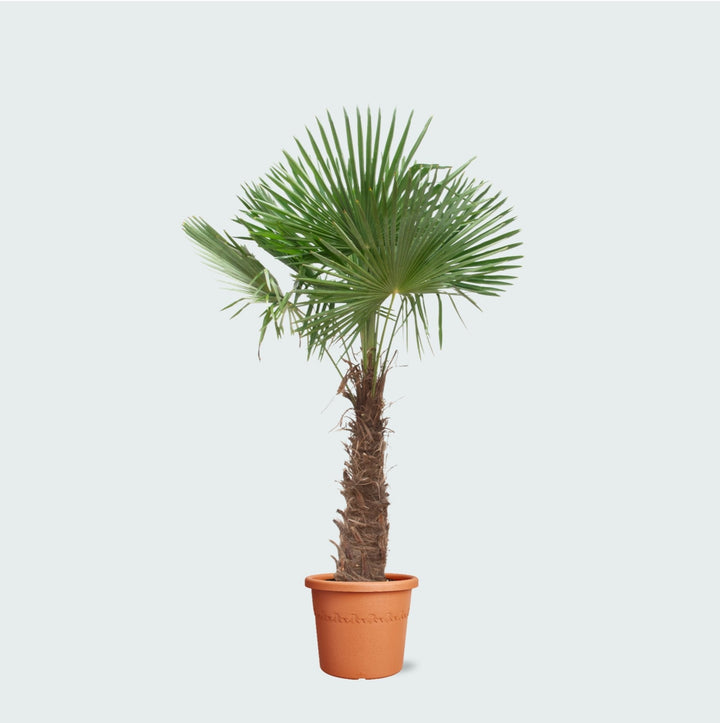 Trachycarpus Fortunei - 270cm - Acheter une plante d'intérieur