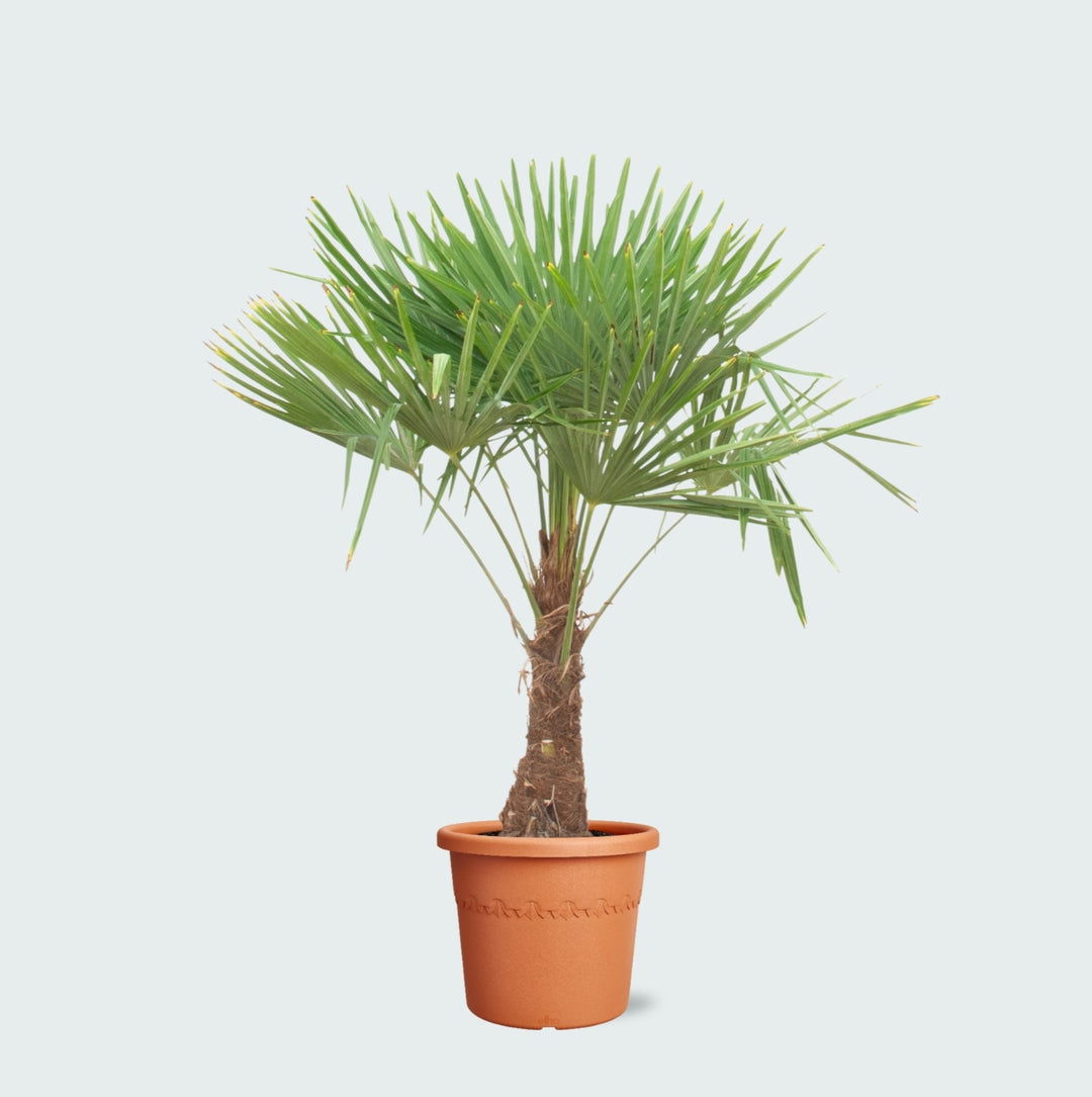 Trachycarpus Fortunei - 180cm - Kamerplant Kopen