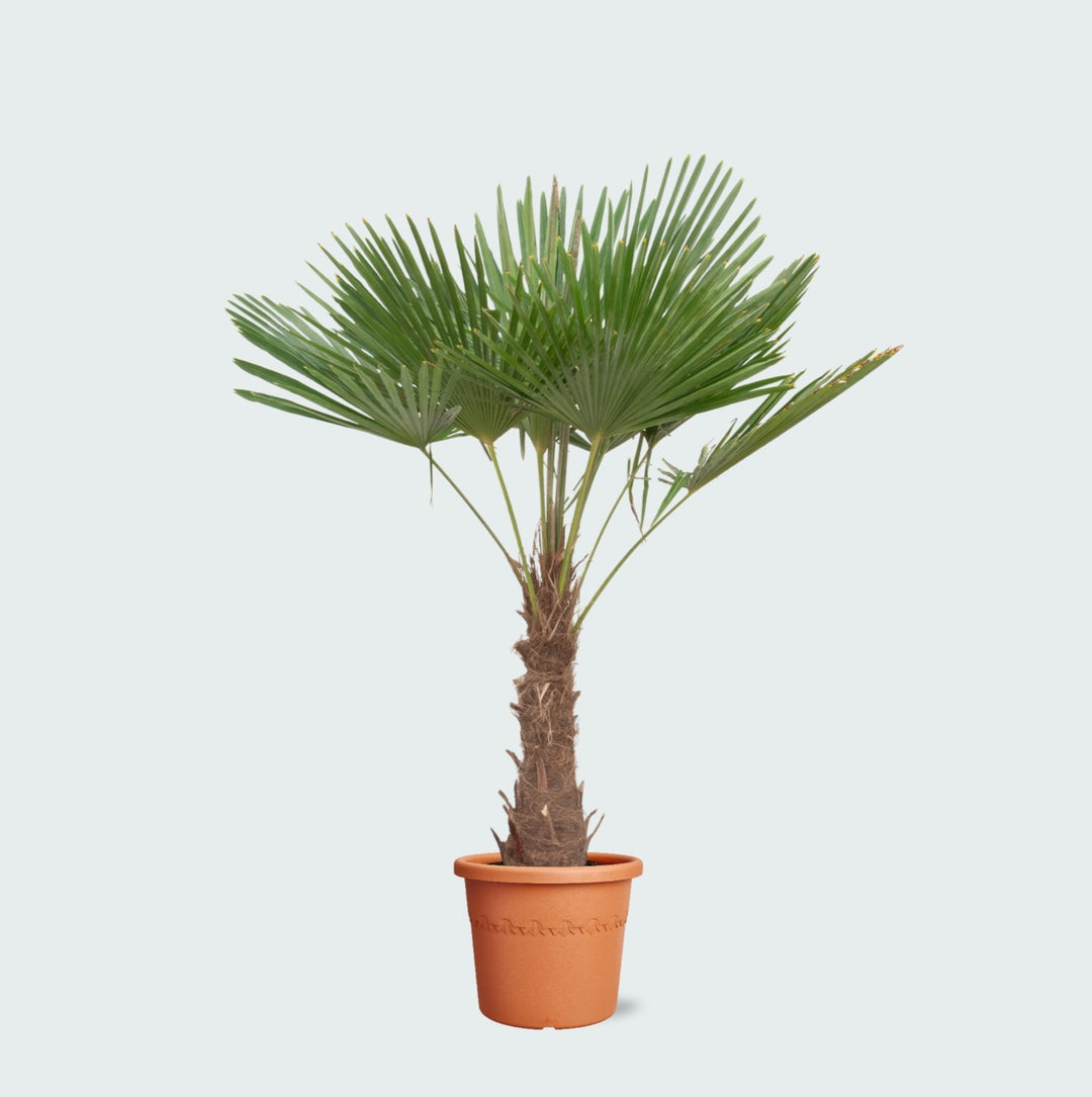 Trachycarpus Fortunei - 200 cm - Kamerplant Kopen