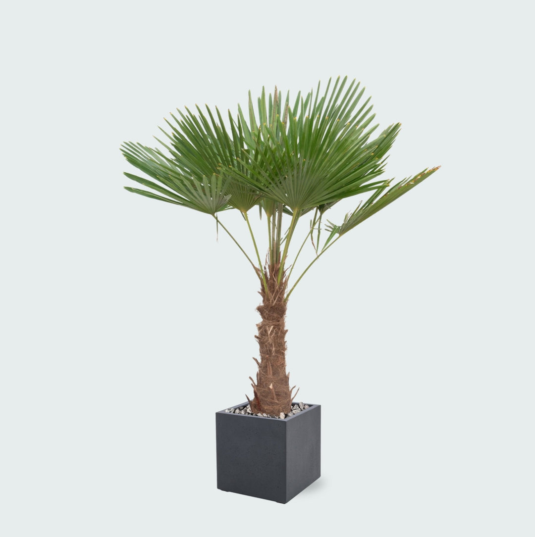 Offre combinée - Trachycarpus Fortunei et pot Grigio Cube - 200cm