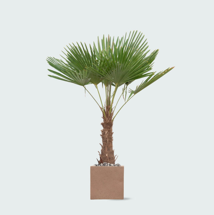 Offre combinée - Trachycarpus Fortunei et pot Grigio Cube - 200cm
