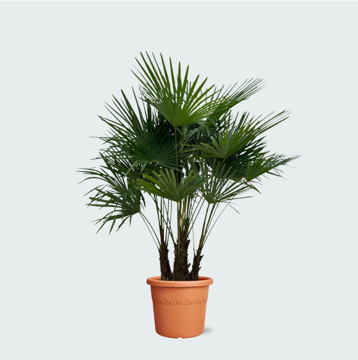 Trachycarpus Multistam - 220cm - Kamerplant Kopen