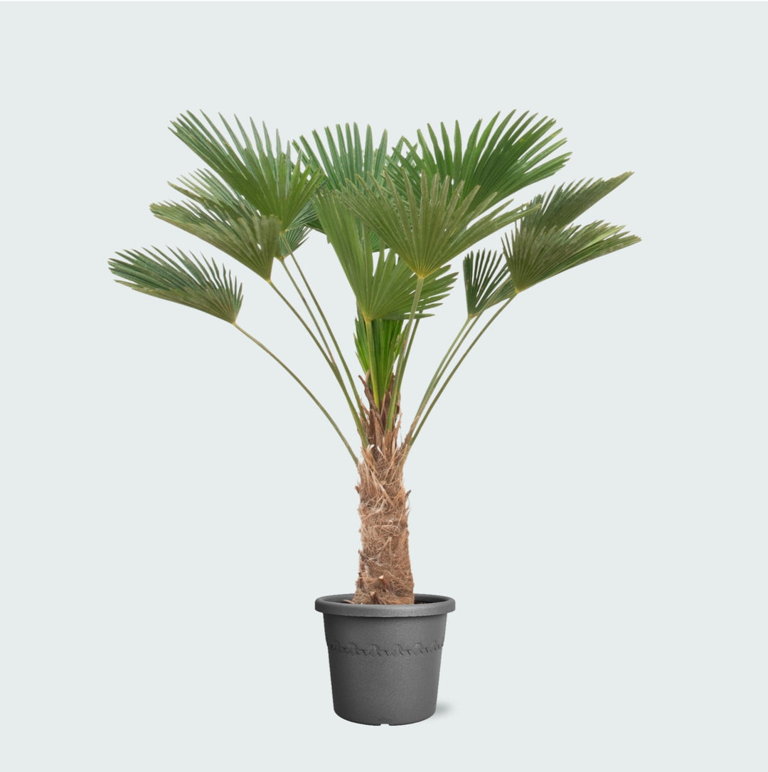 Trachycarpus wagnerianus - 130 cm - Kamerplant Kopen