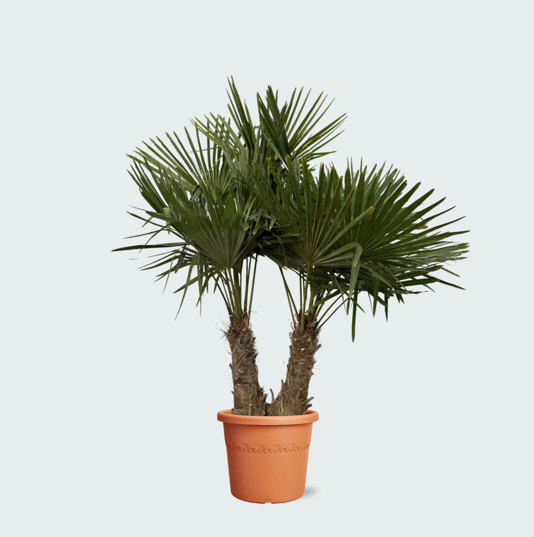 Trachycarpus Multistam - 200cm - Acheter une Plante d'Intérieur