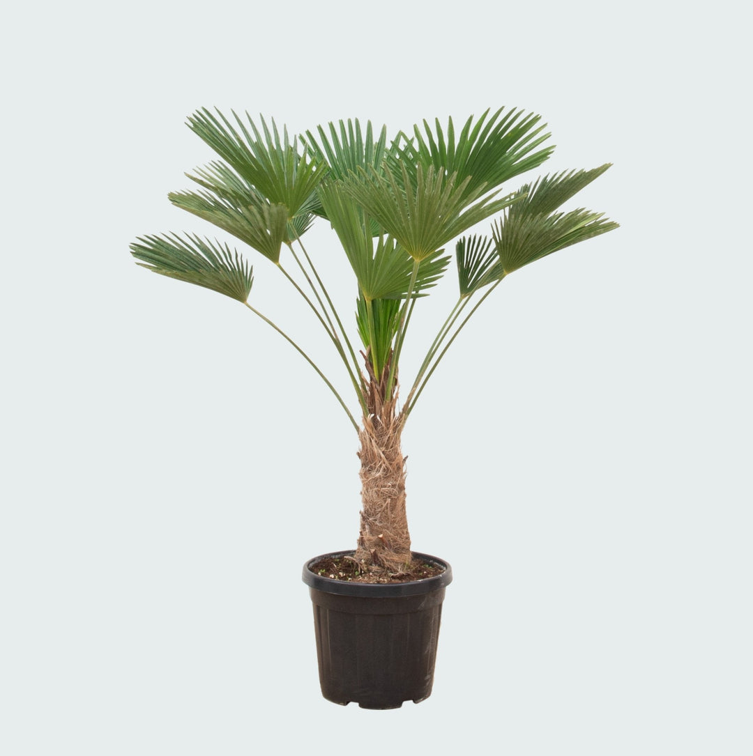 Trachycarpus wagnerianus - 130 cm - Kamerplant Kopen