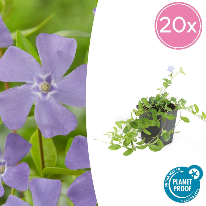 Vinca minor - 20cm - Petite pervenche - Acheter une plante d'intérieur