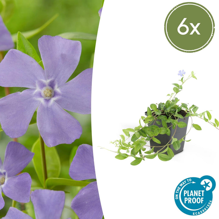 Vinca minor - 20cm - Petite pervenche - Acheter une plante d'intérieur