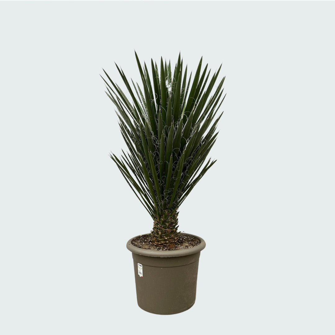 Yucca Filifera - 130 cm - Plante d'intérieur Yucca