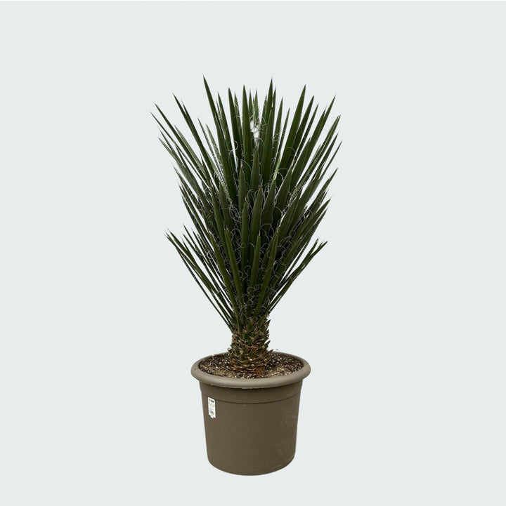 Yucca Filifera - 130 cm - Plante d'intérieur Yucca