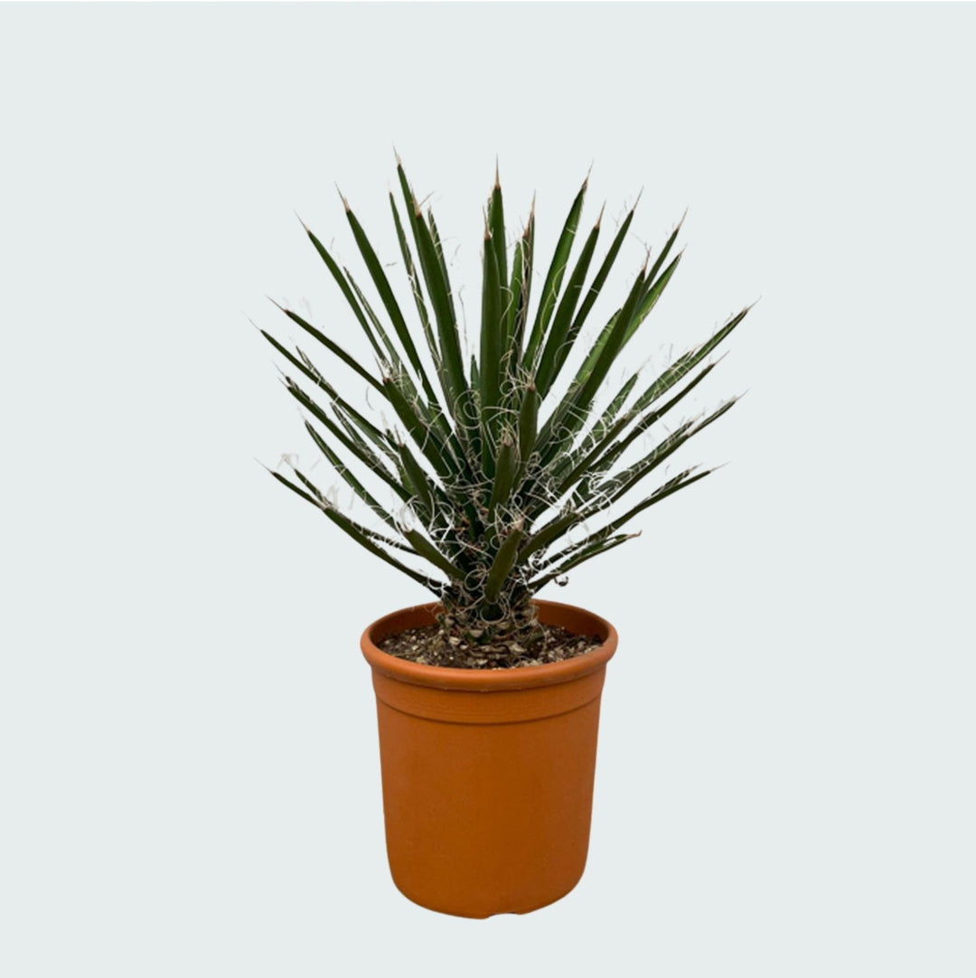 Yucca Filifera - 80cm - Palmlelie Kamerplant