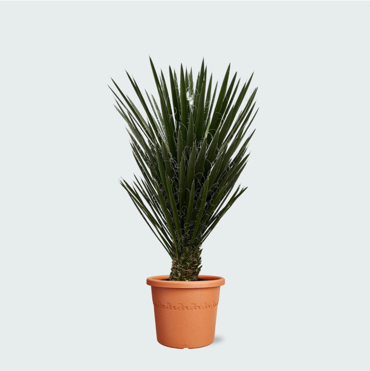 Yucca Filifera - 130 cm - Plante d'intérieur Yucca
