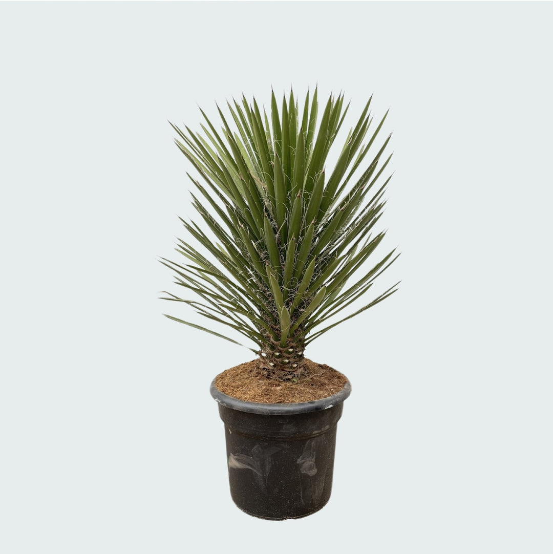 Yucca Filifera Australis - 160cm - Plante d'intérieur Lys de palmier