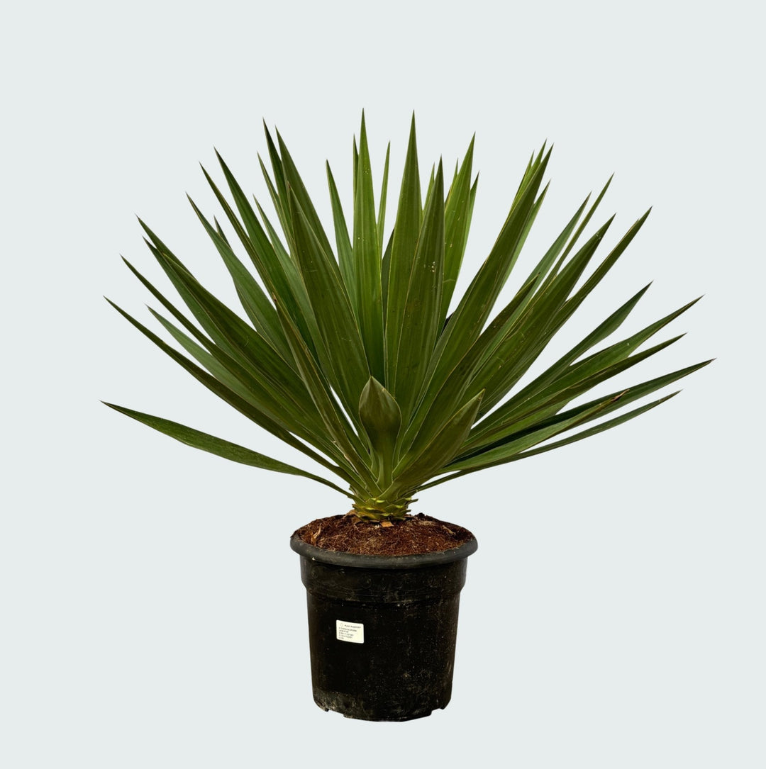 Yucca Gloriosa - 80 cm - Palmier d'intérieur
