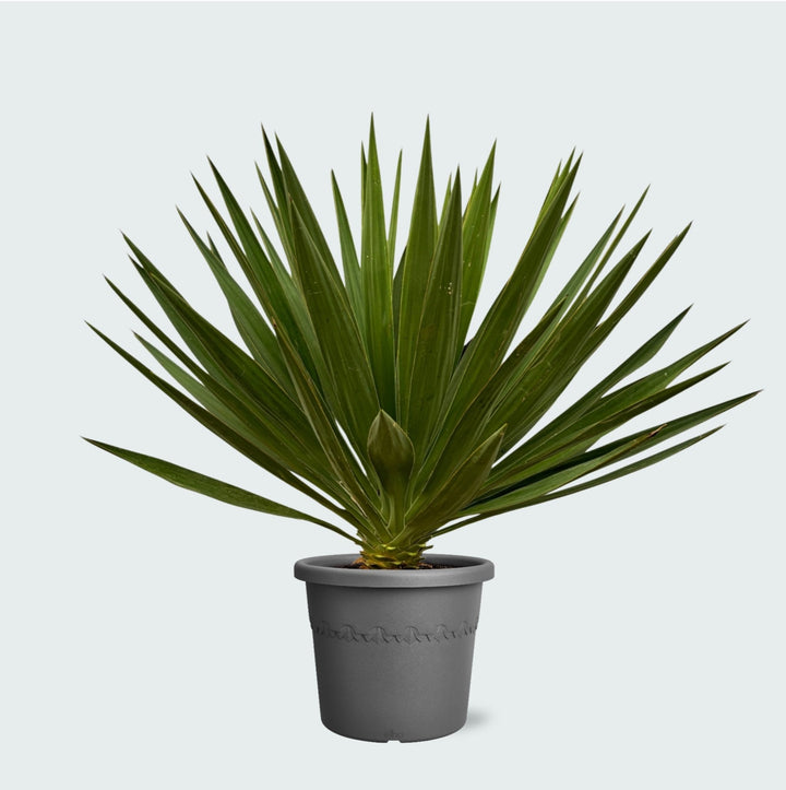 Yucca Gloriosa - 80 cm - Palmier d'intérieur