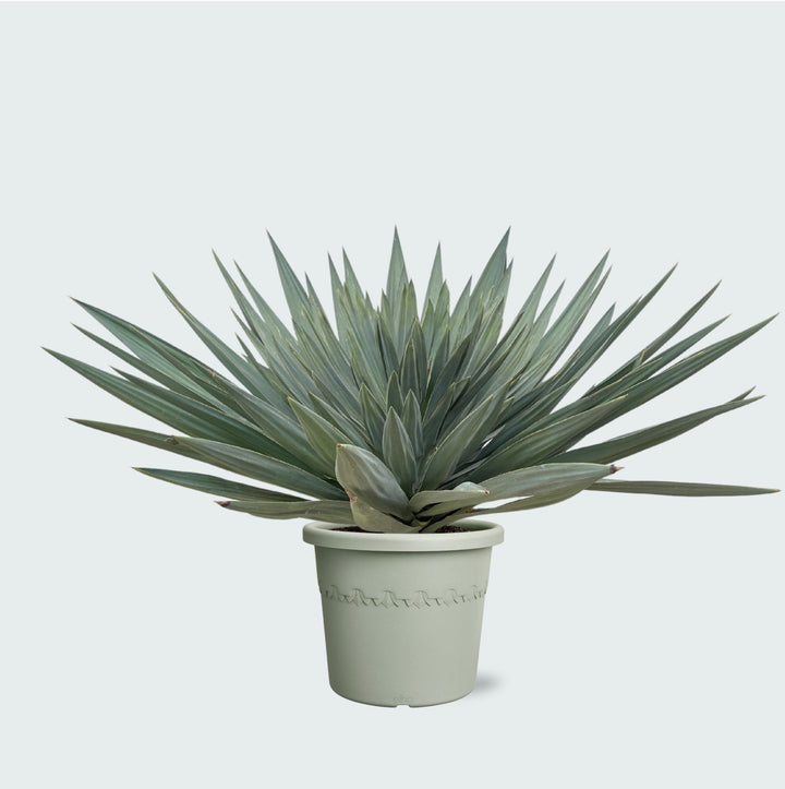 Yucca Gloriosa 'Lone Star' - 140 cm - Palmlelie Kamerplant